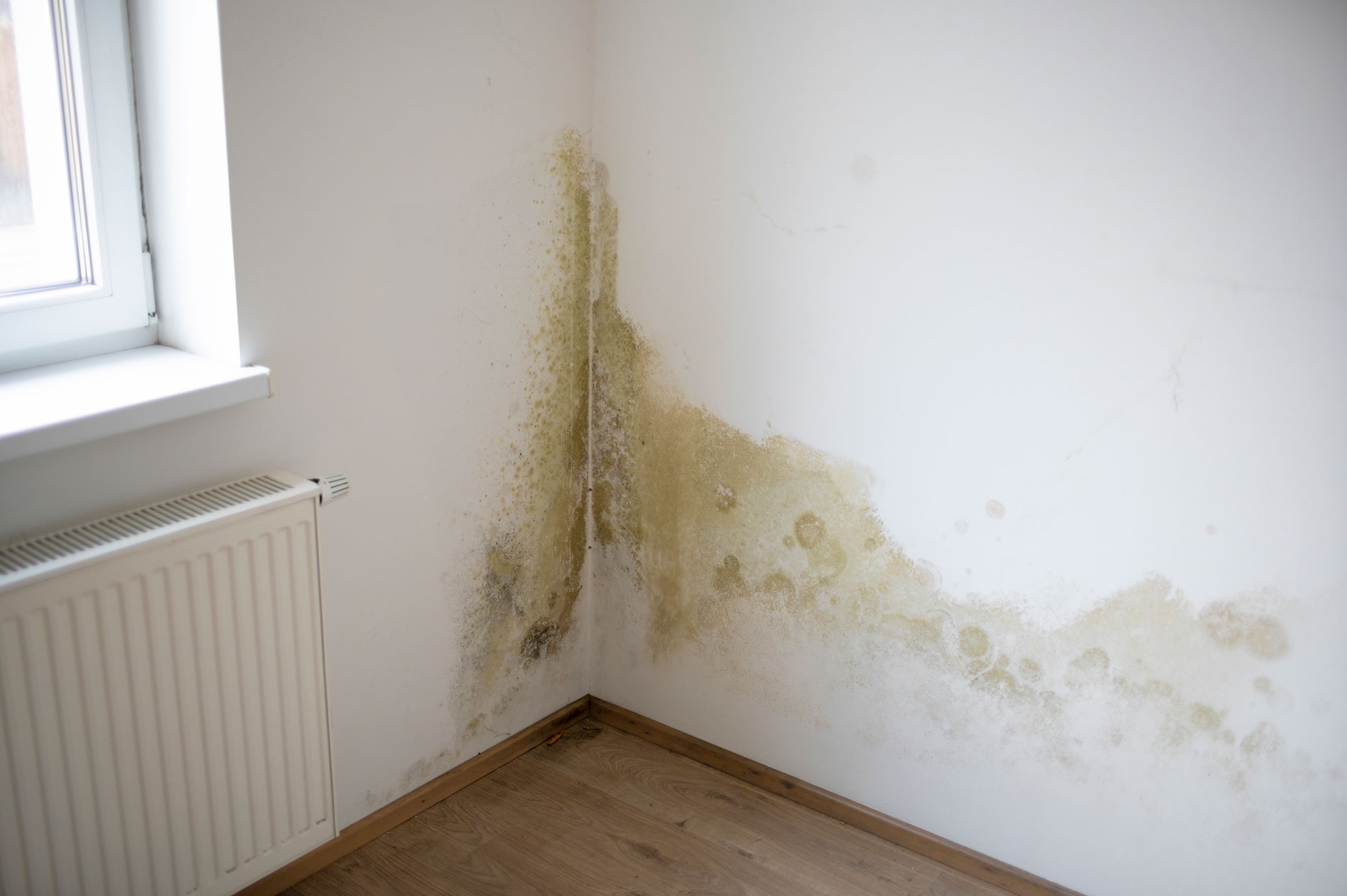 water-leak-detection-identify-mould-growth